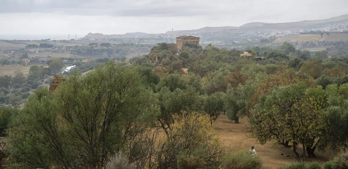 The Temple of Concordia beyond the olive groves